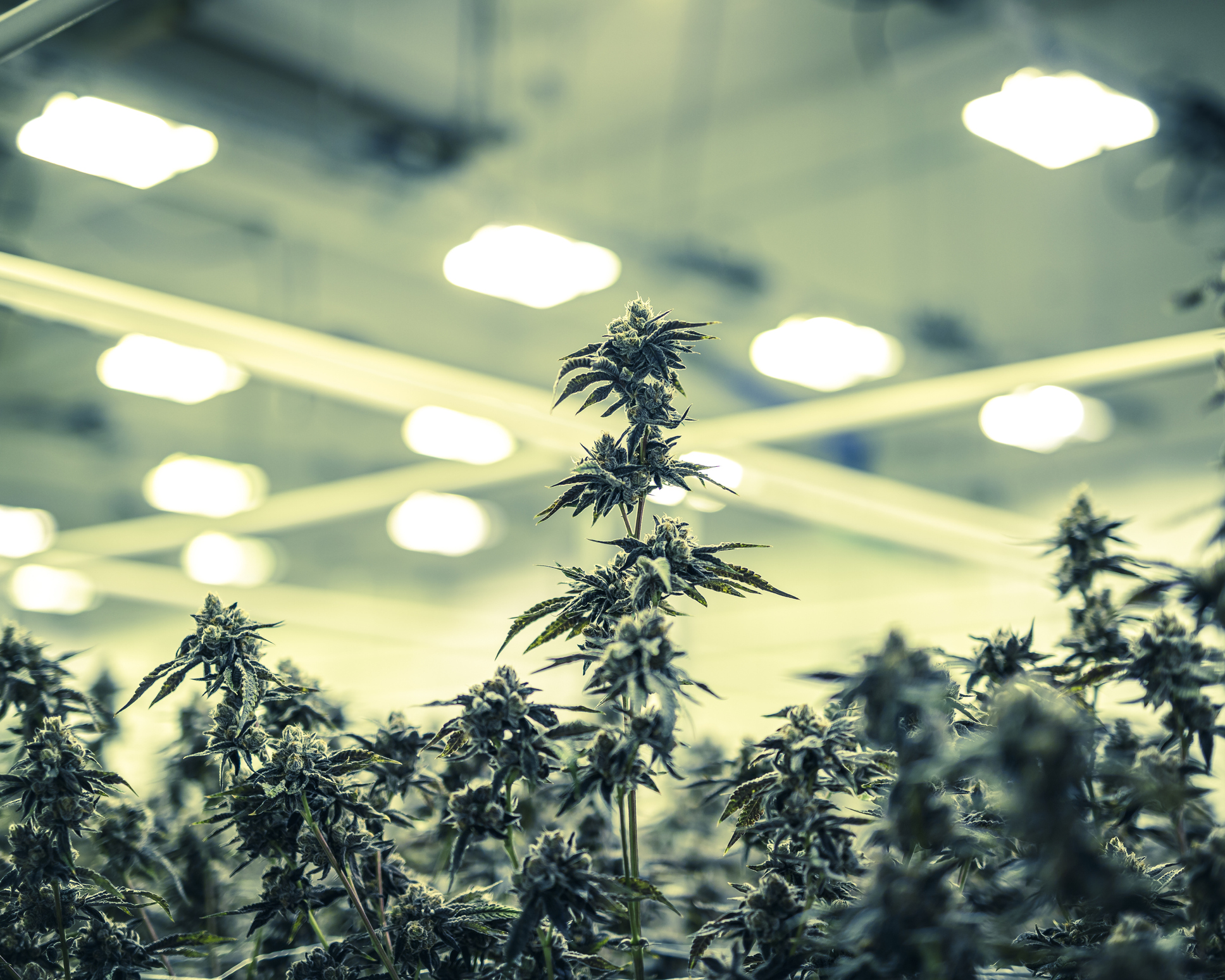 Colorized Marijuana Plant Buds Growing Under Warehouse Lights
